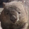 the wombat's Avatar
